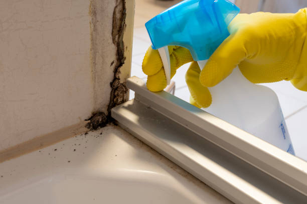 Best Mold Testing  in Mexico, IN