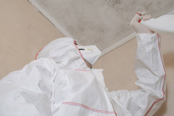 Best Certified Mold Removal  in Mexico, IN