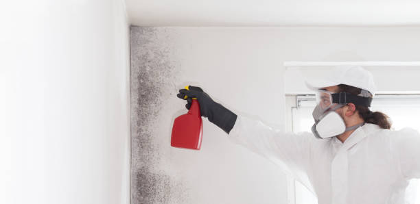 Professional Mold Removal in Mexico, IN