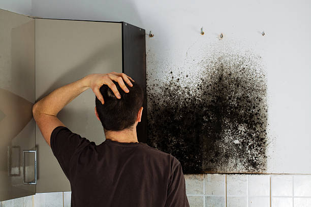 Best Black Mold Removal  in Mexico, IN