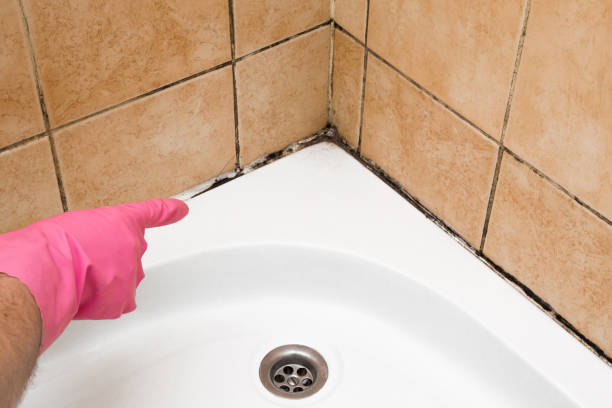 Attic Mold Removal in Mexico, IN