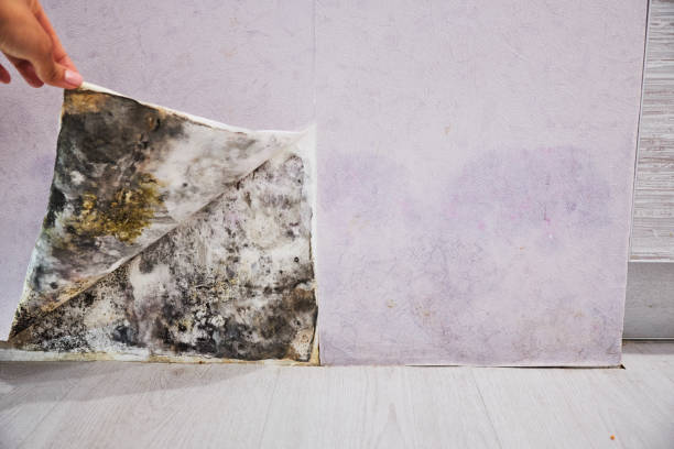 Best Mold Damage Repair  in Mexico, IN